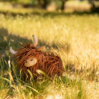 Heidi the Highland Cow